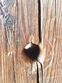 Close-up of lizard on wood