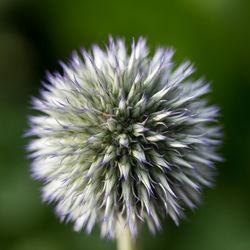 Close-up of purple flower