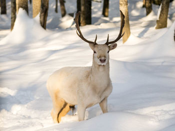 Portrait of deer on snow field