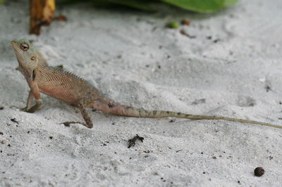 High angle view of lizard on sand