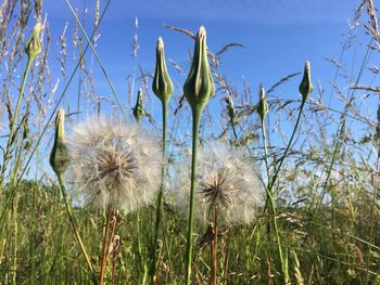 Close-up of dandelion on field against sky