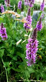 Close-up of purple flowers blooming on field