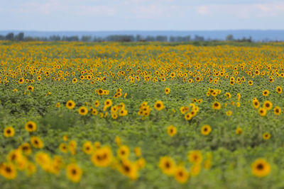 Scenic view of sunflower field