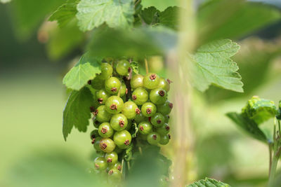 Close-up of berries growing on tree