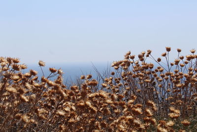 Plants growing on field against clear sky