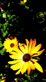 Close-up of yellow flower