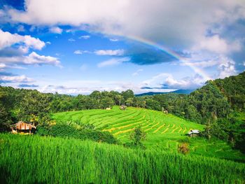 Scenic view of agricultural field against sky