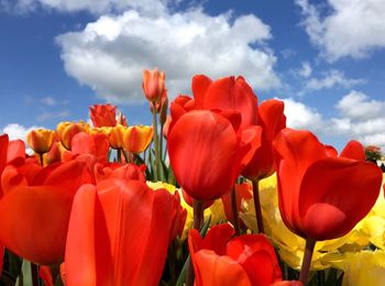 Close-up of tulips blooming on field against sky