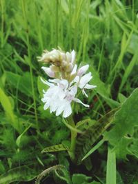 High angle view of white flowering plant on field