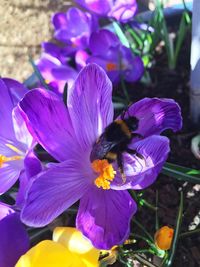 Close-up of purple flower