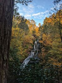 Trees in forest during autumn