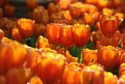 Full frame shot of orange for sale