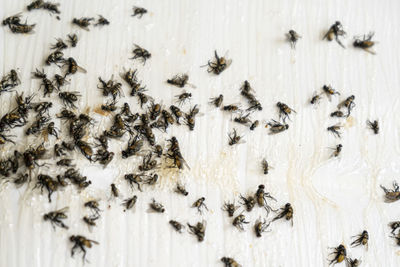 Close-up of bee on the wall