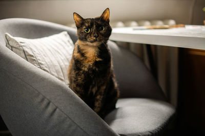 Portrait of cat sitting on sofa at home