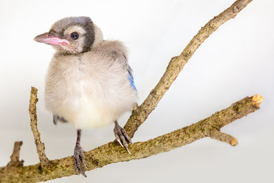 Close-up of a bird on branch