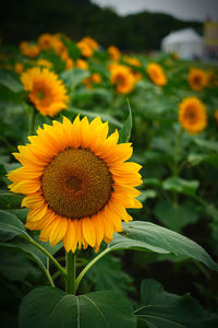 Close-up of yellow flowering plant