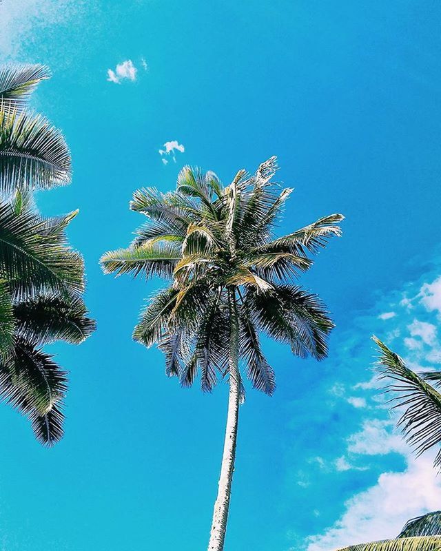 low angle view, blue, palm tree, tree, growth, sky, nature, tall - high, tree trunk, clear sky, palm leaf, beauty in nature, day, tranquility, branch, coconut palm tree, no people, tropical tree, outdoors, sunlight