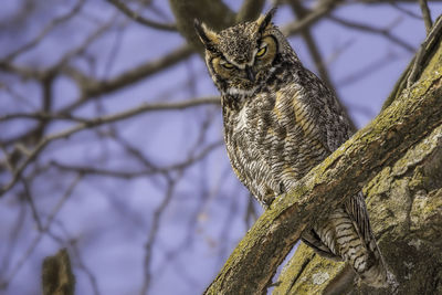 Low angle view of a cat sitting on branch