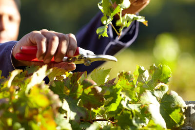 Cropped hand of woman holding plant