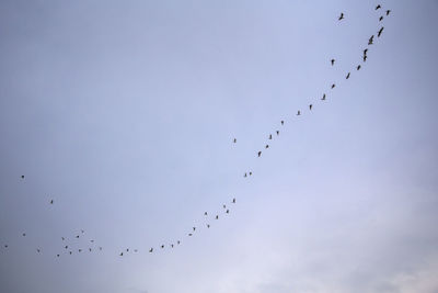 Low angle view of silhouette birds flying against sky