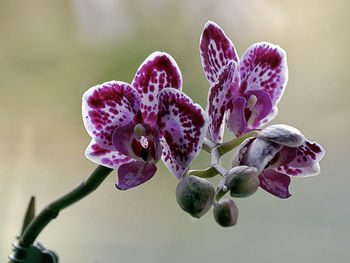 Close-up of pink flowering plant