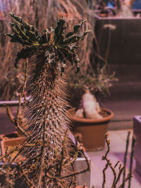 Close-up of palm tree