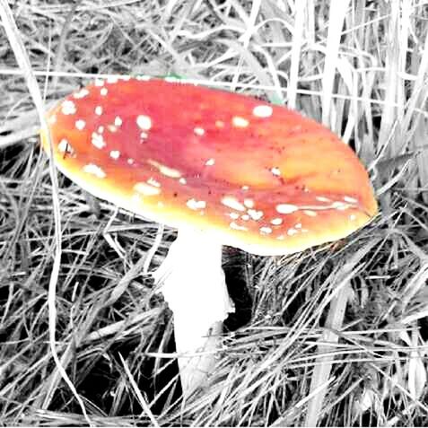 mushroom, fungus, grass, close-up, toadstool, field, orange color, red, food and drink, freshness, edible mushroom, growth, fly agaric mushroom, forest, nature, food, vegetable, day, high angle view, outdoors