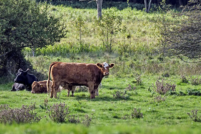 Cows in a field