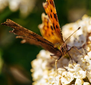 Close-up of butterfly pollinating on flower