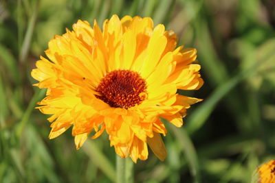Close-up of yellow flower