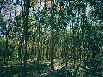 Trees growing in forest