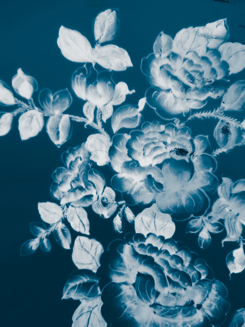 CLOSE-UP OF WHITE BLUE FLOWERS