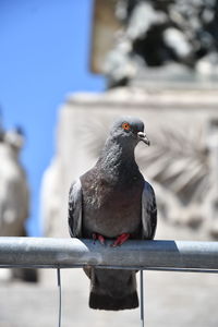 Close-up of pigeon perching on railing