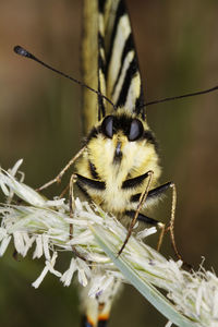 The scarce swallowtail butterfly from biokovo nature park, croatia