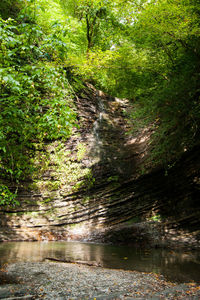 River flowing amidst trees in forest