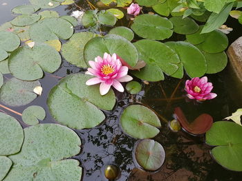 High angle view of pink water lily in lake