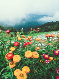 Close-up of flowering plants on field