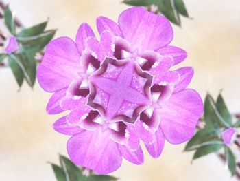 Close-up of pink flowers blooming outdoors