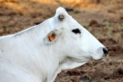 Close-up of a cow on field