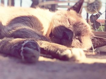 Close-up of dog sleeping