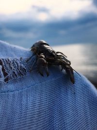 Close-up of crab on beach against sky