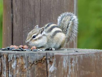 Close-up of squirrel