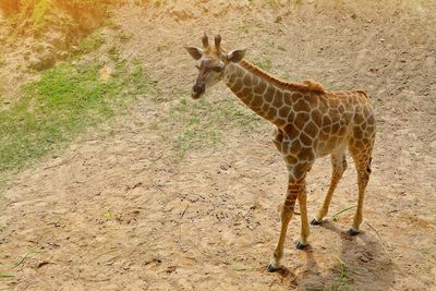 Giraffe standing on field