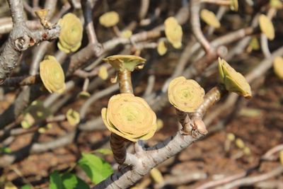 High angle view of plant