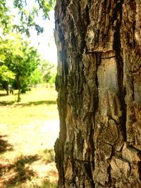 Close-up of tree trunk