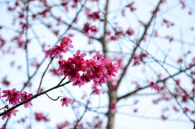 Low angle view of pink flowers on branch
