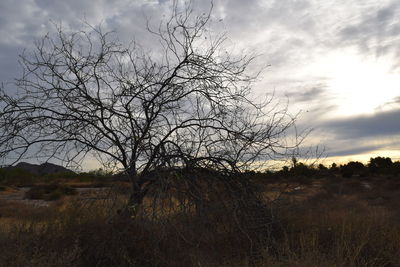 Bare tree on field against sky during sunset