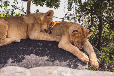 Two lion cubs on a rock under a tree