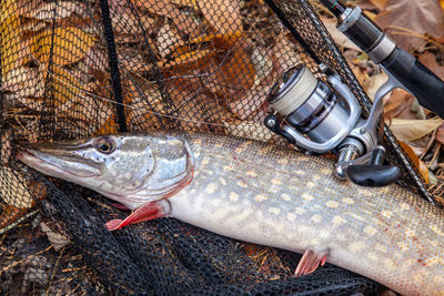 Close-up of fish