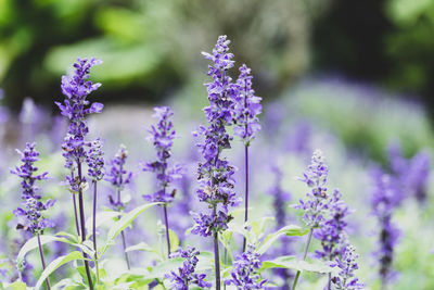 Close-up of purple flowering plants on field